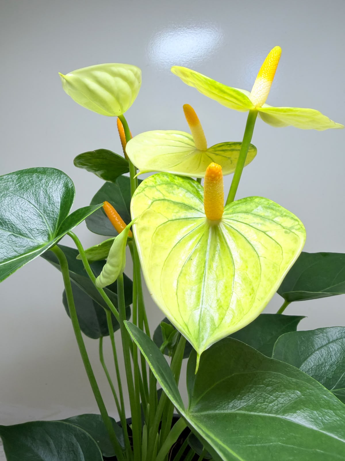 Anthurium Andraenum Vanila  - 200mm Bare Rooted