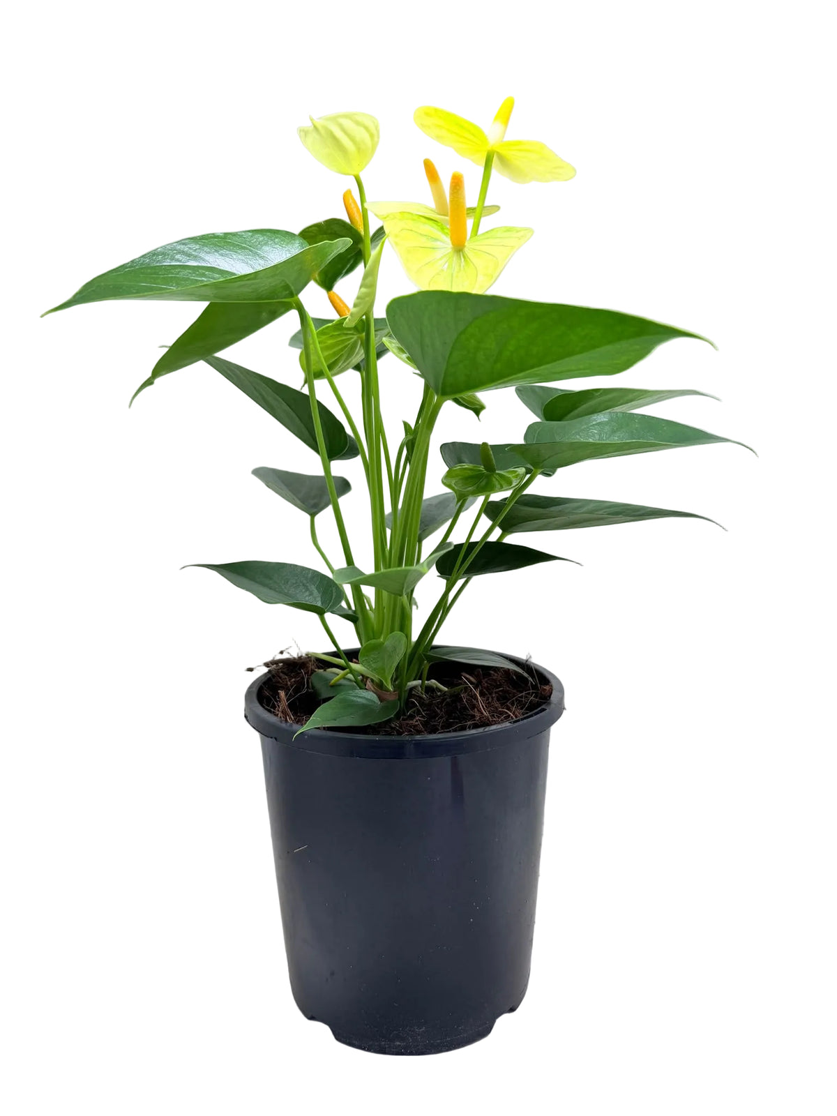 Anthurium Andraenum Vanila  - 200mm Bare Rooted