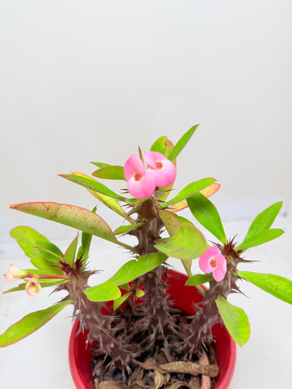 Euphorbia Milli 3 In One #131