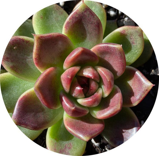 Echeveria Black Rose 130mm