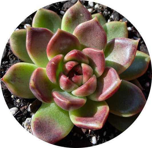 Echeveria Black Rose 130mm