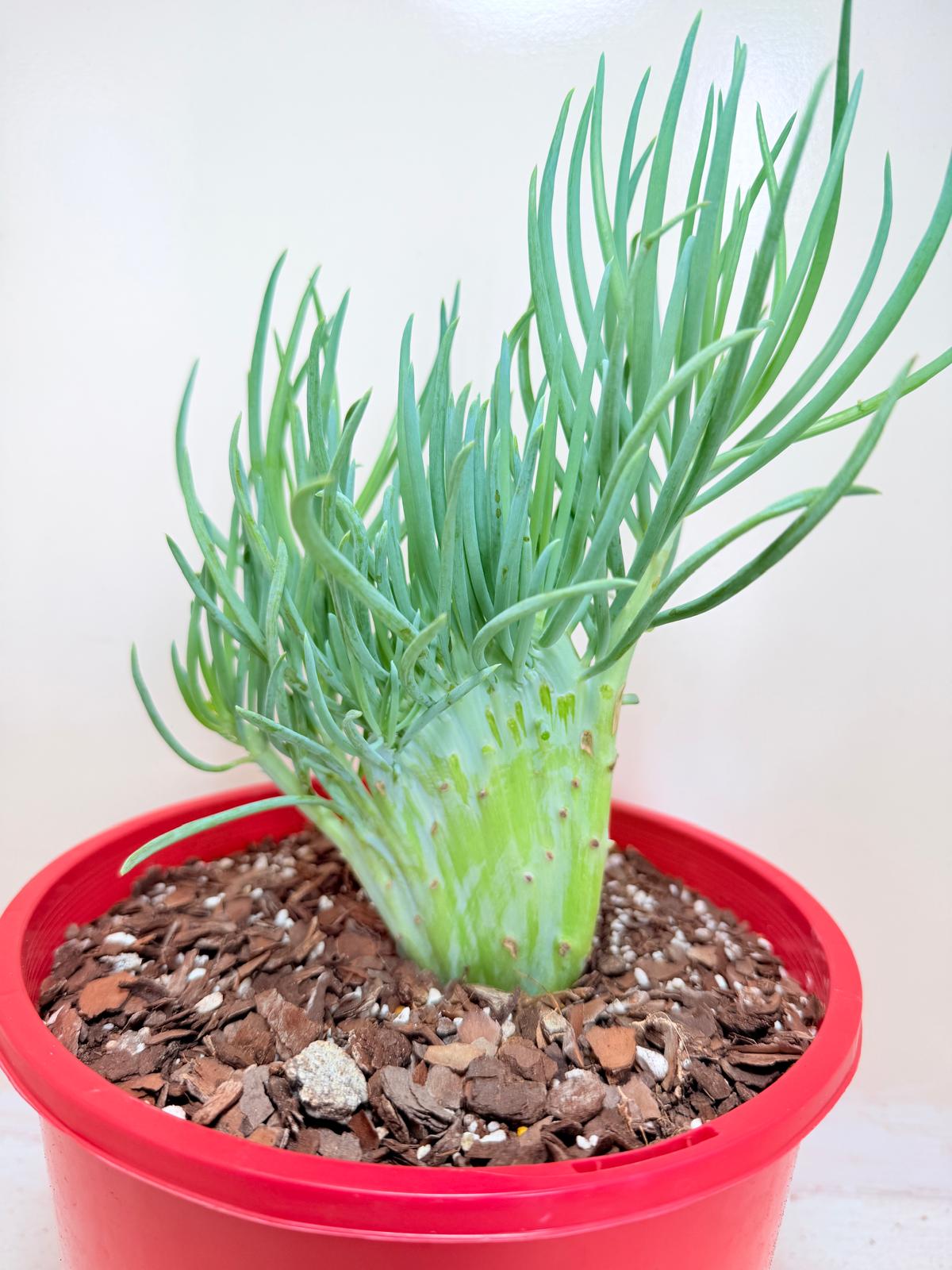 Senecio Talinoides Mermaids Tail #401