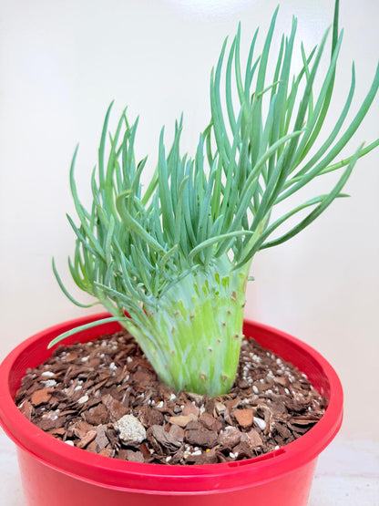 Senecio Talinoides Mermaids Tail #401