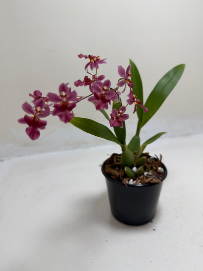 Bptcdm. Possum Woolf Oncidium