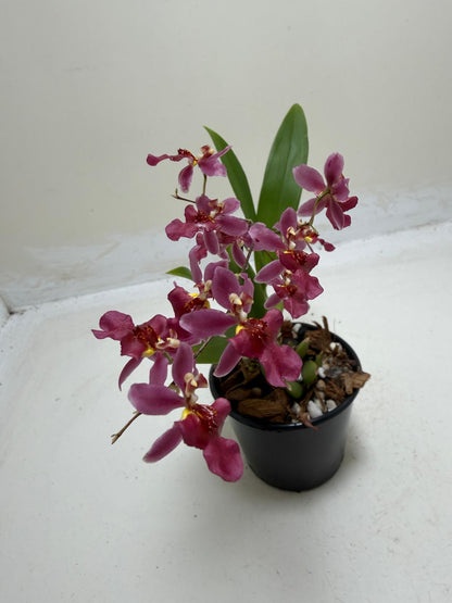 Bptcdm. Possum Woolf Oncidium