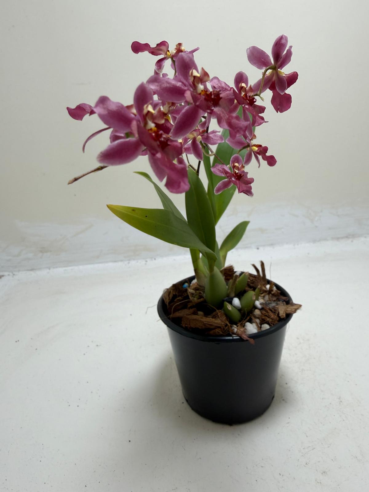 Bptcdm. Possum Woolf Oncidium