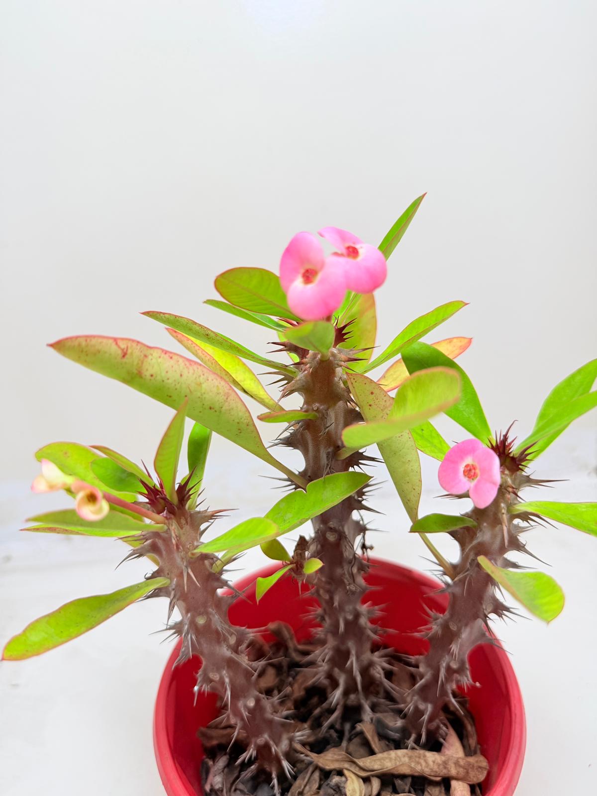 Euphorbia Milli 3 In One #131