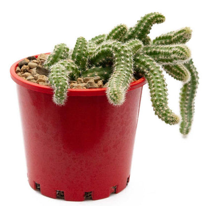types of peanut cactus Buy Chamaecereus 'Peanut Cactus'