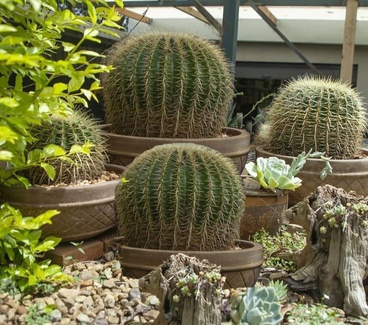 Cacti Succulents Online cacti-succulents-online