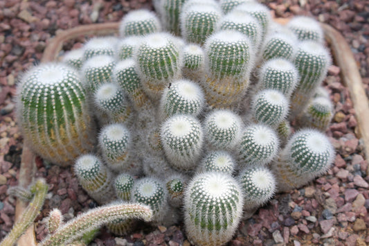 Cacti- Parodia Scopa