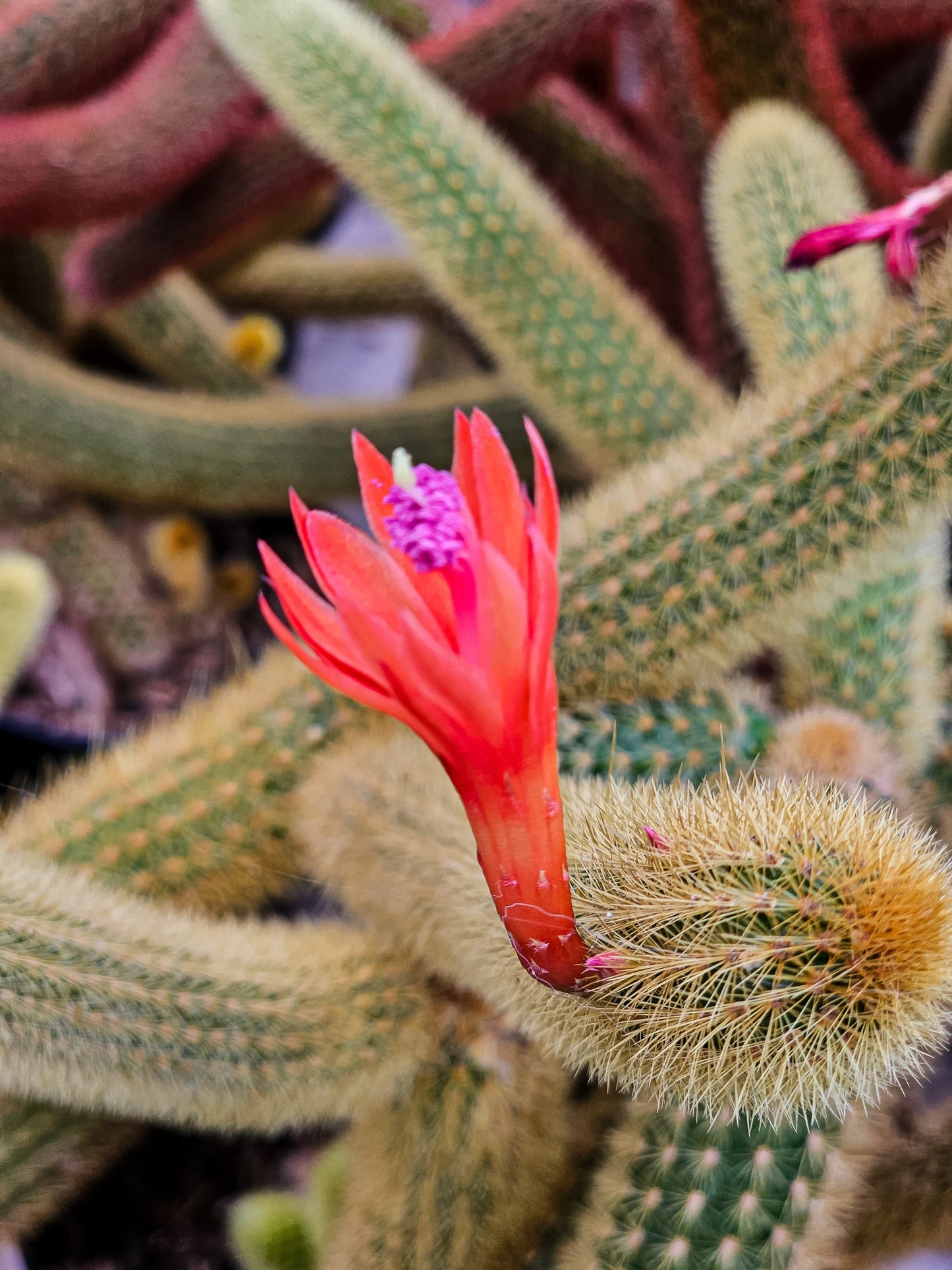 Cacti - Cleistocactus  Winteri - Cutting