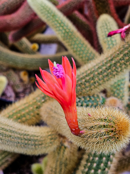 Cacti - Cleistocactus  Winteri - Cutting