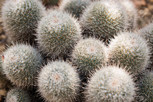 Cacti - Pincushion Cactus Geminispina