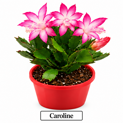 Zygocactus Combo - 7 Different Colours