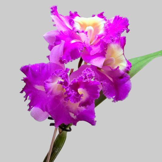 Buy Cattleya Orchid Topaz Fully Loaded | Rare & Exotic Plant|100mm