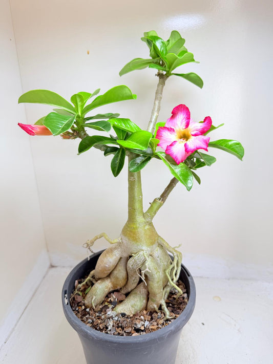 Adenium Obesum Desert Rose - #516