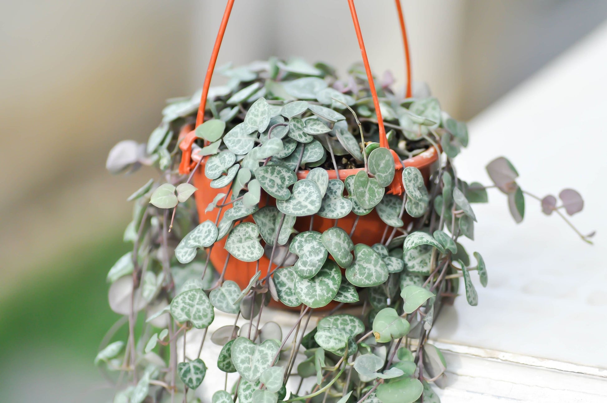 chain of hearts hanging plant Buy Ceropegia Chain of Hearts