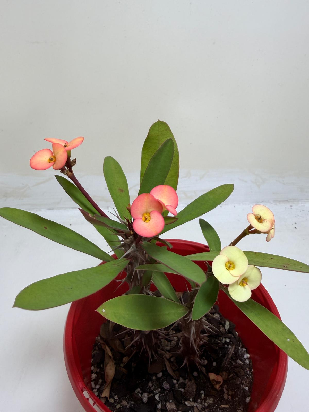Euphorbia Milli Pink and yellow #228