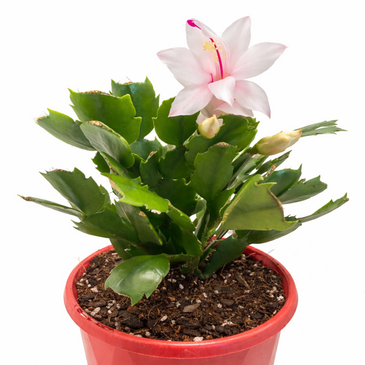 Cacti Zygocactus Cecilie -130mm