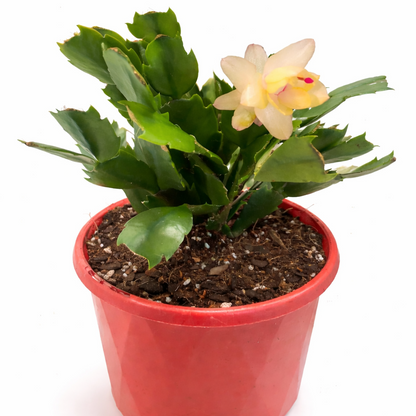 Cacti Zygocactus Sophia -130mm