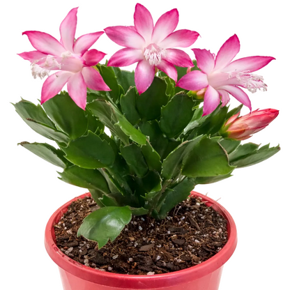 Zygocactus ‘Caroline’
