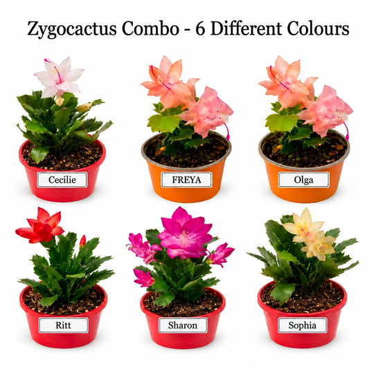 Zygocactus Combo - 6 Different Colours