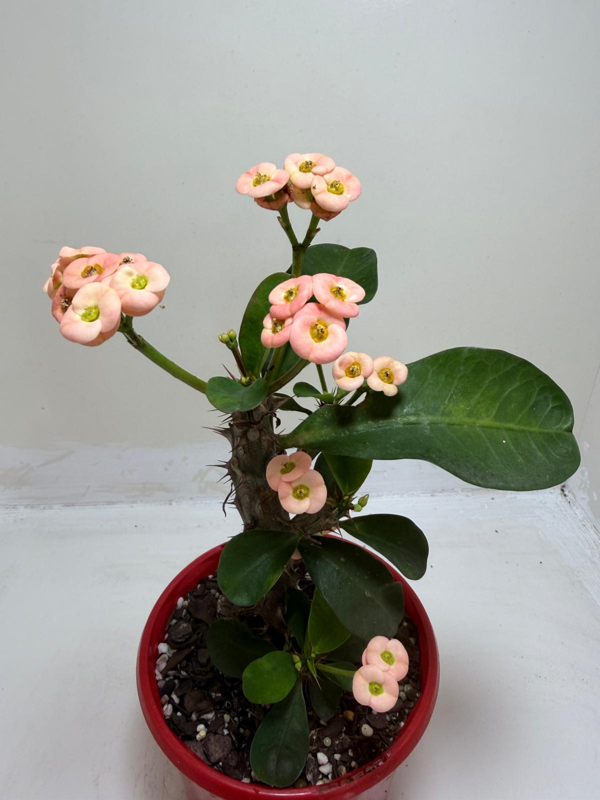 Euphorbia Milli Pink #226
