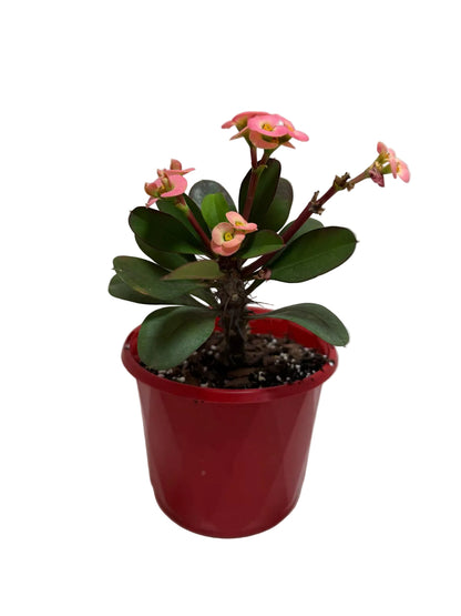 Euphorbia Milli Pink #227