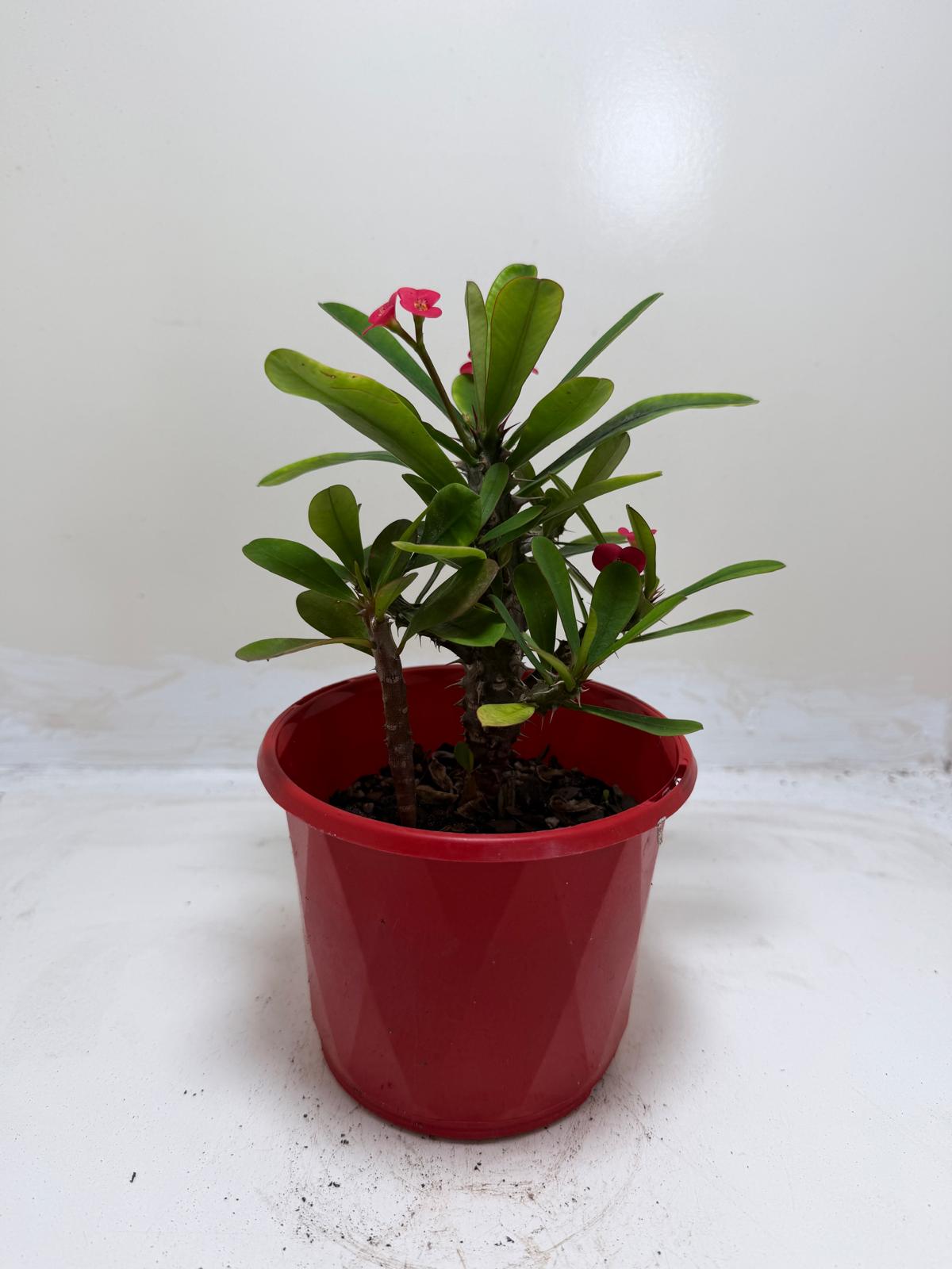 Euphorbia Milli Pink  #209