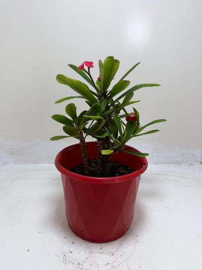 Euphorbia Milli Pink  #209
