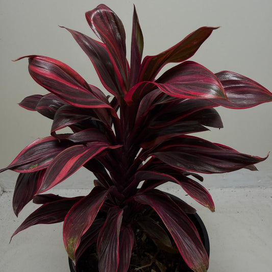 Cordyline fruticosa ‘Pink Lady'