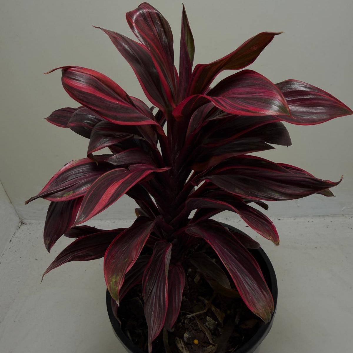 Cordyline fruticosa ‘Pink Lady'