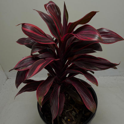 Cordyline fruticosa ‘Pink Lady'