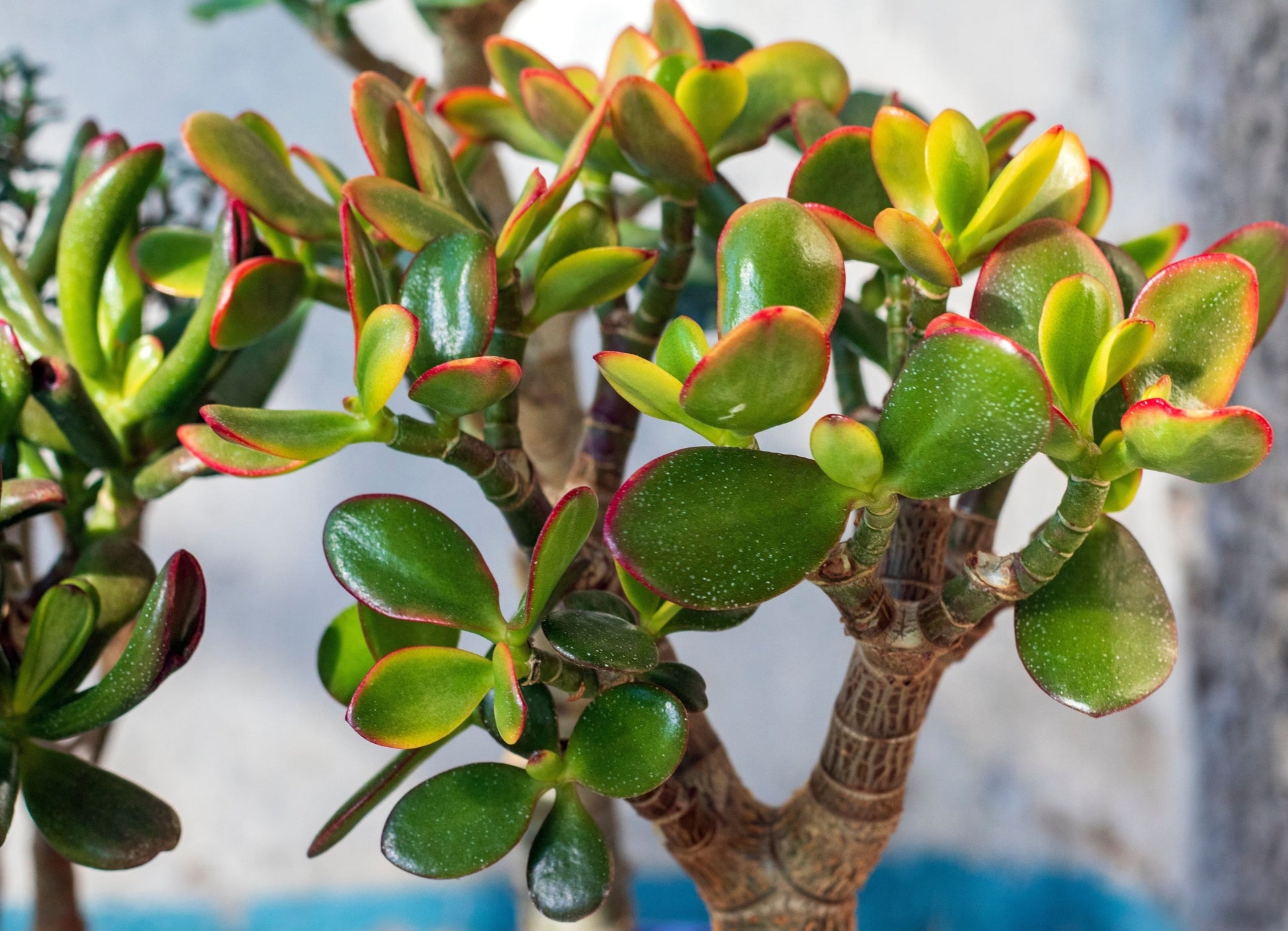 jade plant sunset Buy Crassula 'Hummel's Sunset' Dwarf