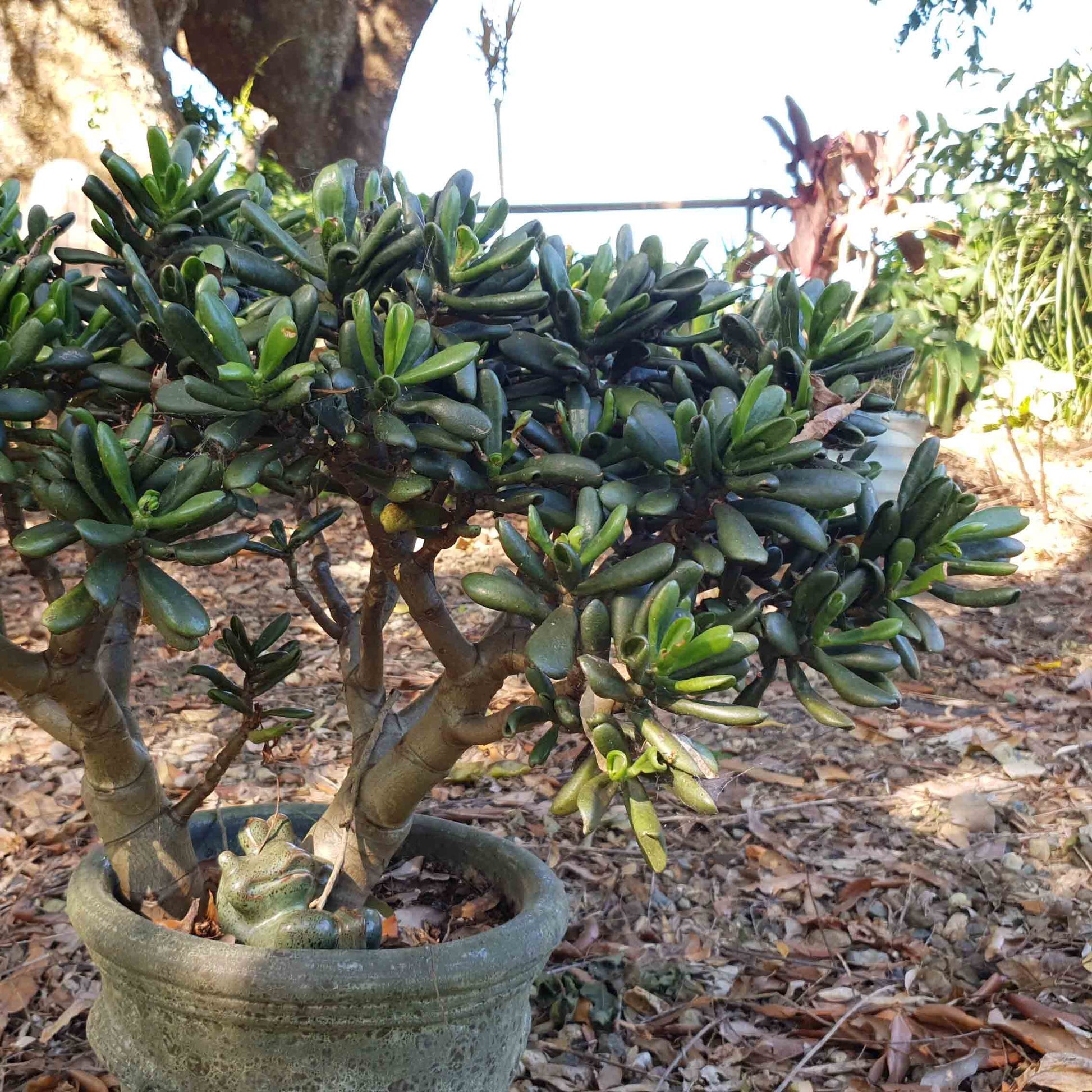 lady fingers succulent plant Buy Crassula Ovata Ladyfingers