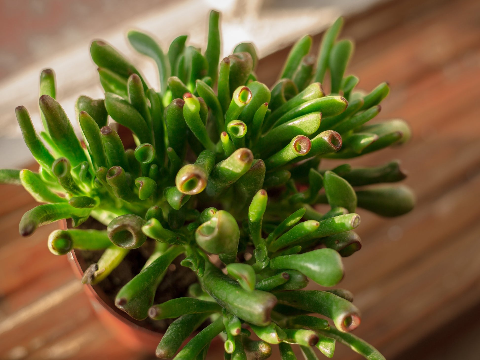 succulent with tubular leaves Buy Crassula Ovata 'Hobbit'