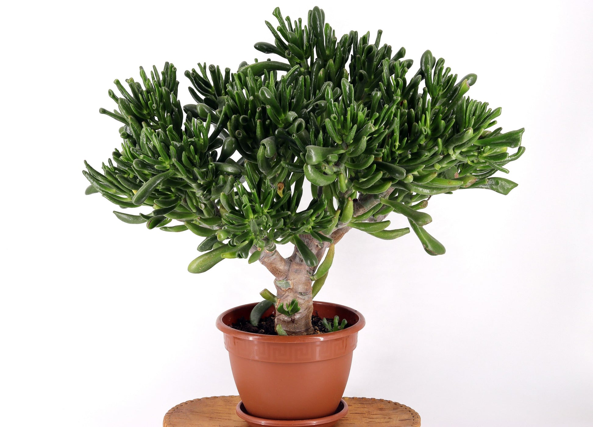 jade hobbit plant Buy Crassula Ovata 'Hobbit'