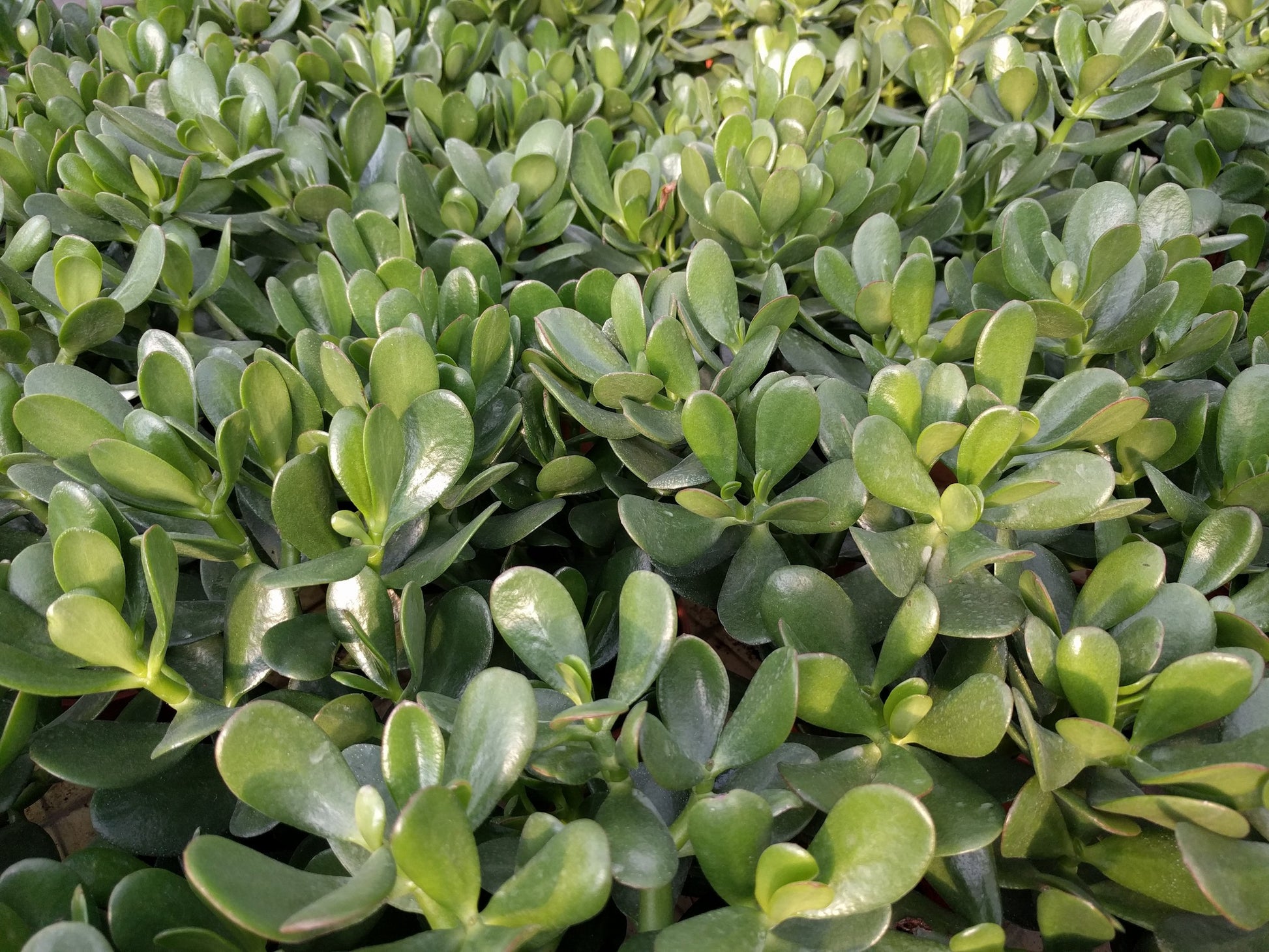 minima jade plant Buy Crassula Ovata Minima