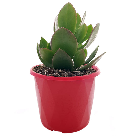 Crassula Ovata Obliqua  130mm