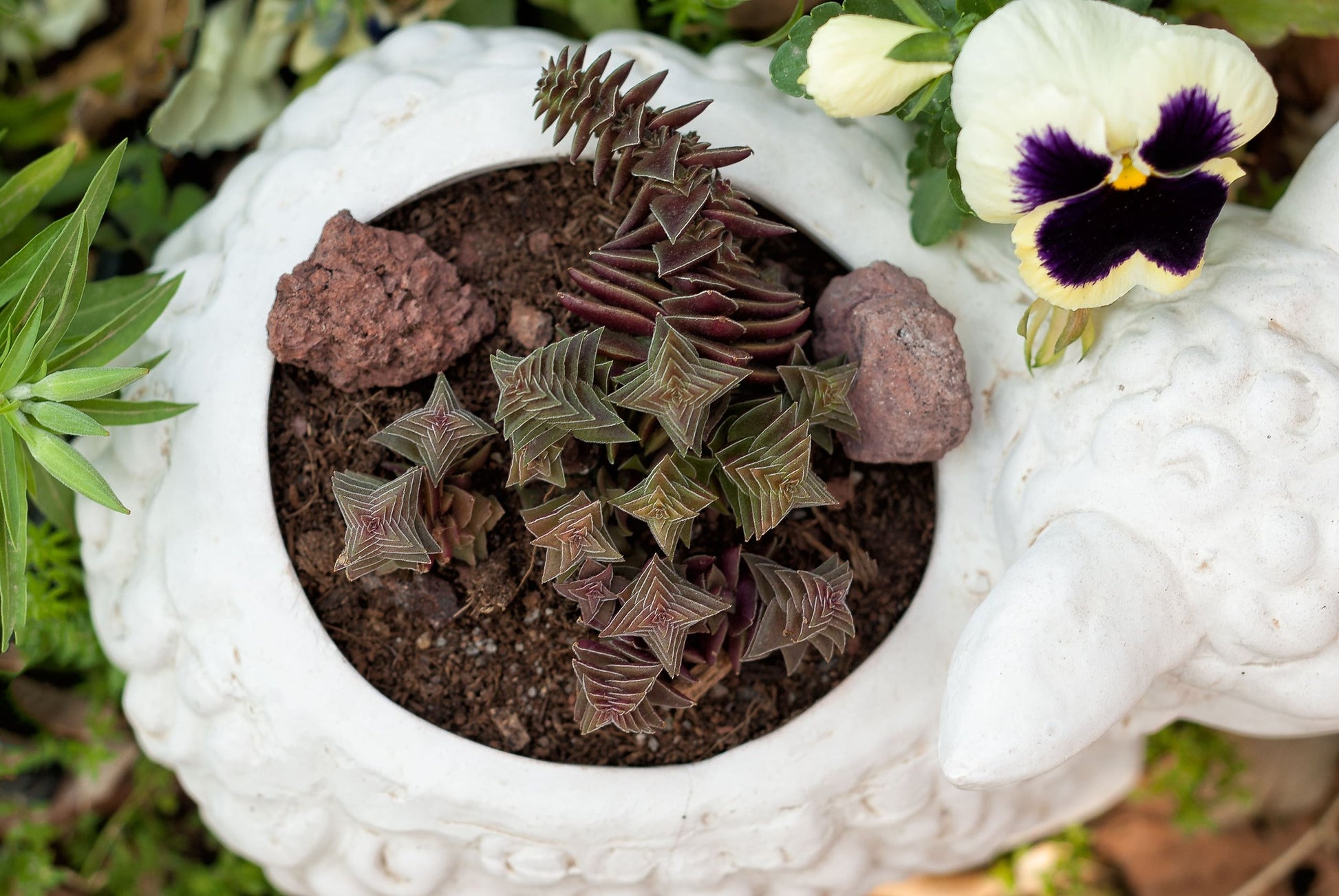 chinese pagoda succulent Crassula Pagoda Village