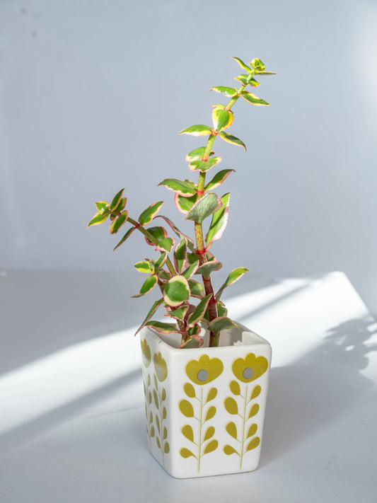 Crassula Sarmentosa 'Comet'  80mm