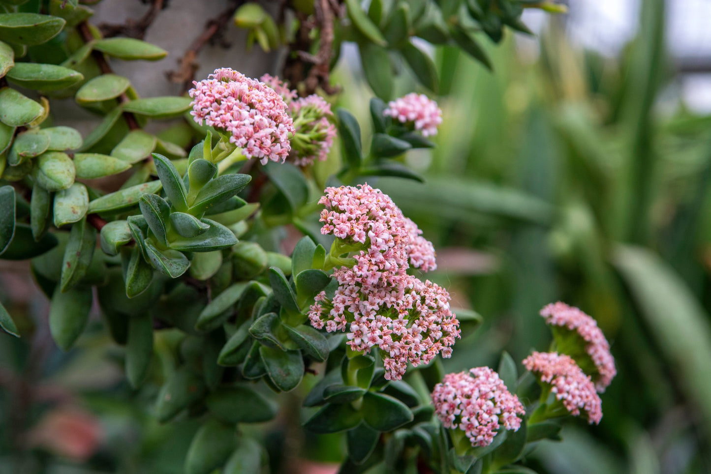 succulent plants with pink flowers Buy Crassula Springtime