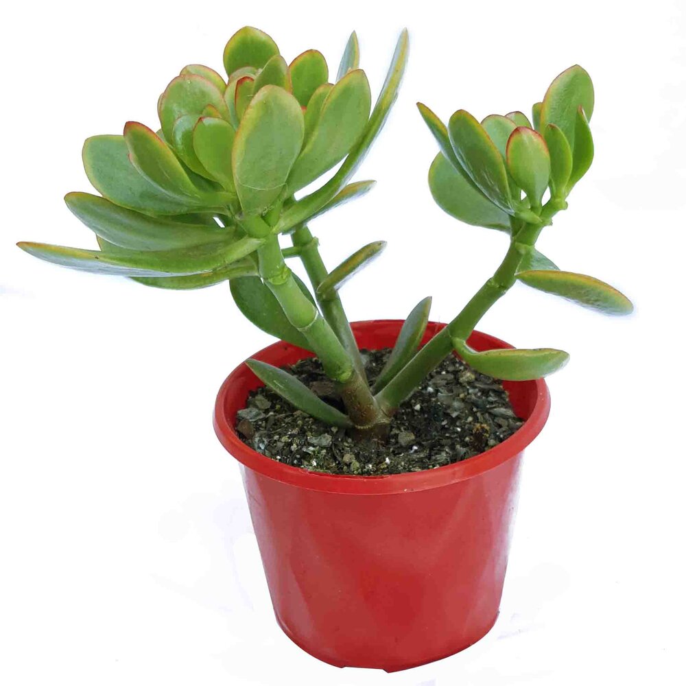 hummel's sunset succulent Buy Crassula Hummel's Sunset Cutting