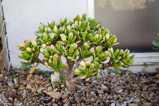 Crassula Hummel's Sunset