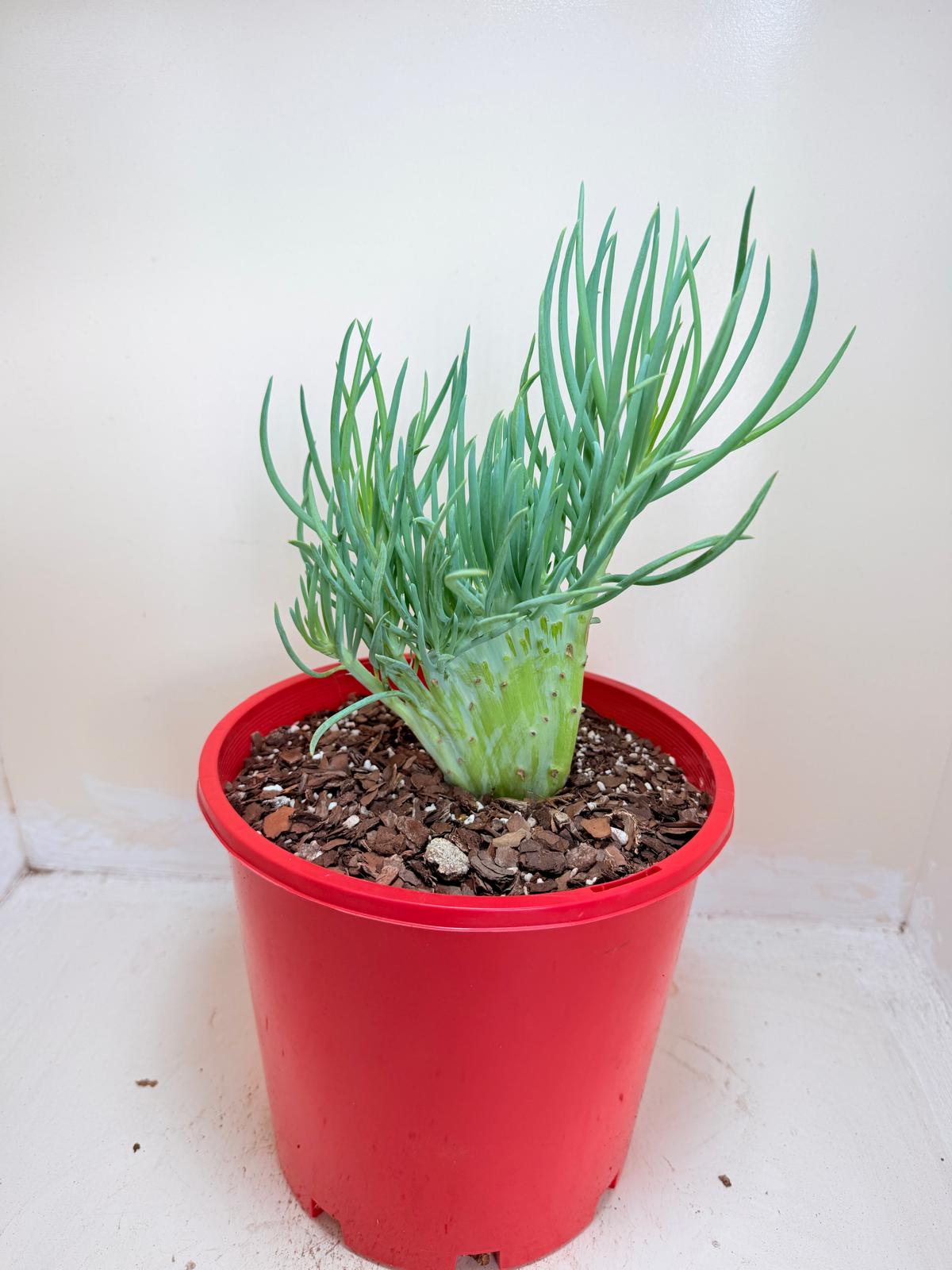 Senecio Talinoides Mermaids Tail #401