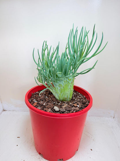 Senecio Talinoides Mermaids Tail #401