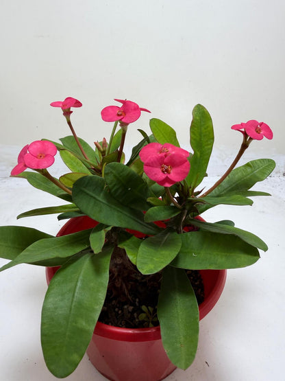 Euphorbia Milli Pink 3 in one #207