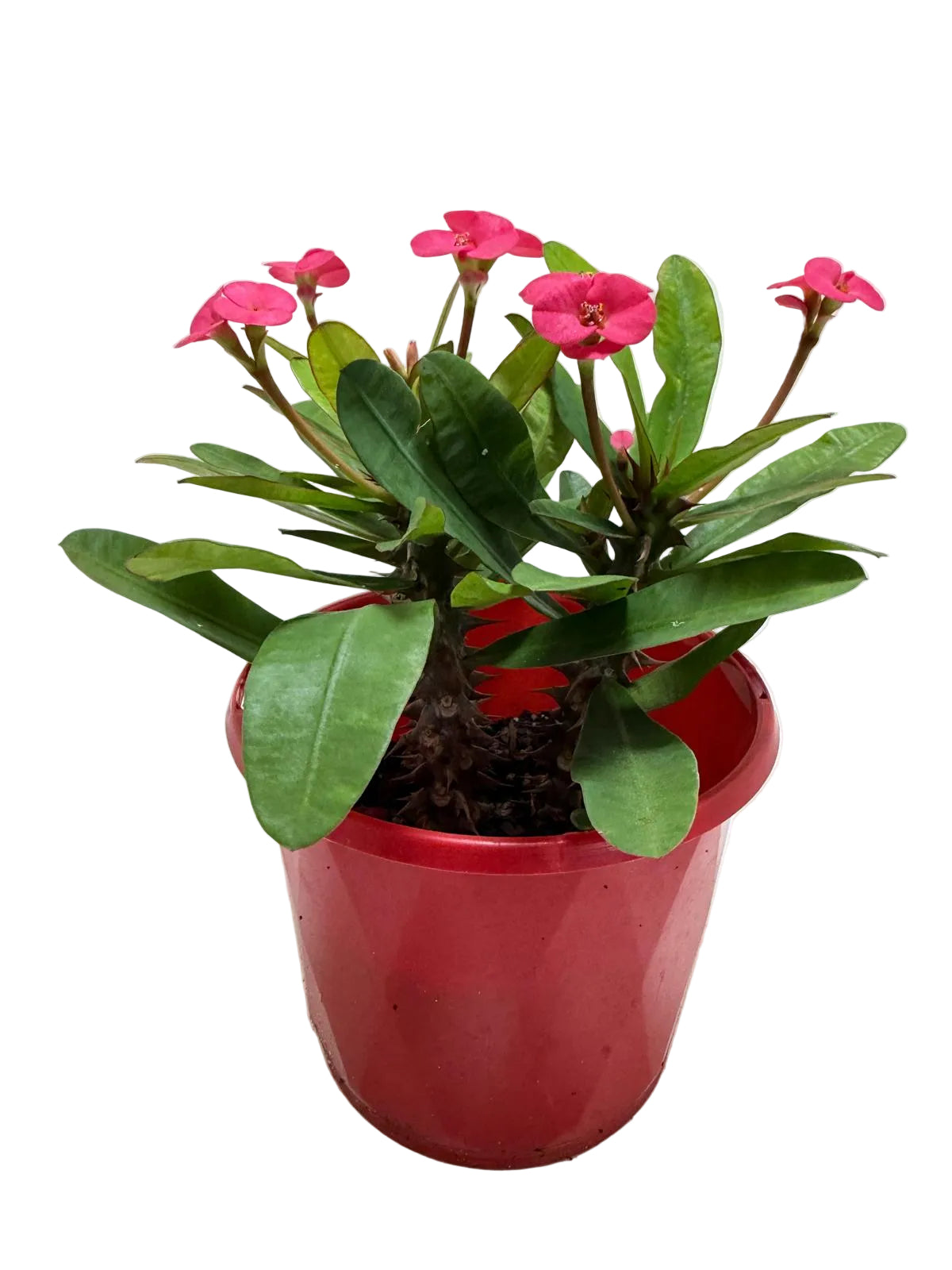 Euphorbia Milli Pink 3 in one #207