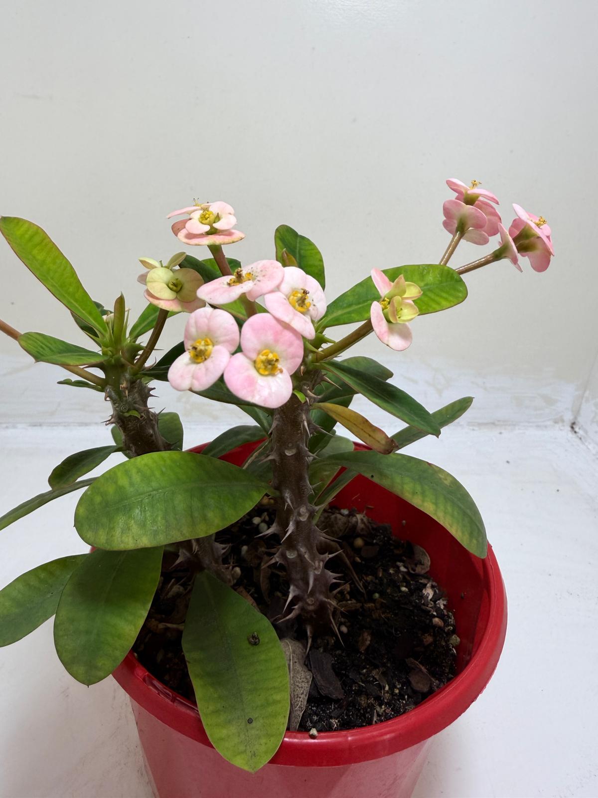 Euphorbia Milli Light Pink two in one #223