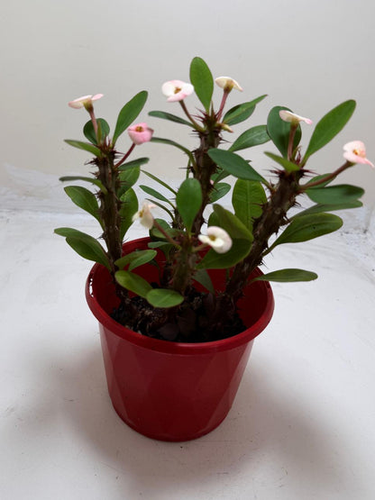 Euphorbia Milli Blush Three in one #206